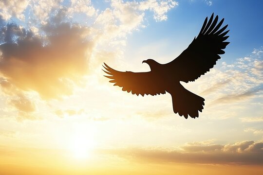 Majestic bird silhouette soaring at sunset