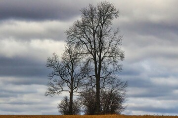 Bare trees stand against a backdrop of moody, overcast skies on an early Spring day in Wisconsin,...