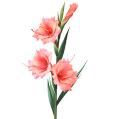 Obraz premium realistic gladiolus flower stem with vibrant pink blossoms and long sword-like green leaves detailed botanical illustration clip art white background