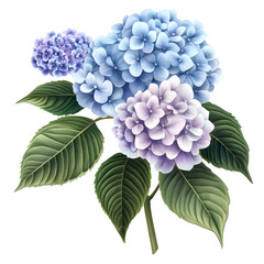 realistic hydrangea flower cluster with soft blue and lavender petals and large green leaves detailed botanical illustration clip art white background