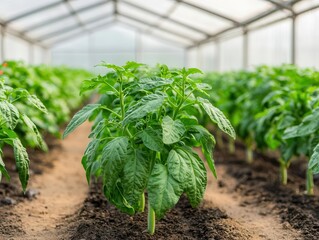 Hightech greenhouse with intelligent irrigation sensors, ensuring ideal plant growth conditions