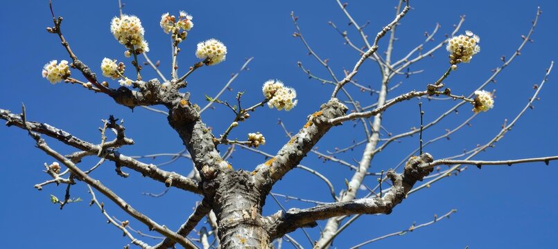 Beautiful cherry blossom trees adorned with delicate pink flowers set against a bright blue sky