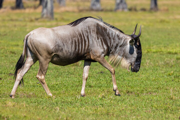 Naklejka premium Wildebeest African Animal walking in the sunshine