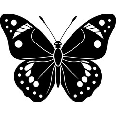 butterfly isolated on white