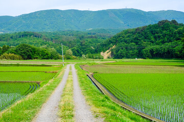 田舎の風景