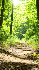 Fototapeta premium Sunlight Illuminates Hiking Trail Through Lush Green Forest on a Sunny Day Serene Nature Scene
