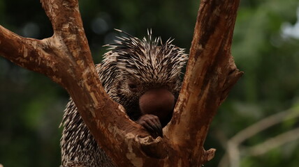 Portrait of a Prehensile-tailed Porcupine in a zoo