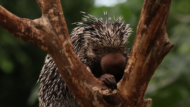 Portrait of a Prehensile-tailed Porcupine in a zoo