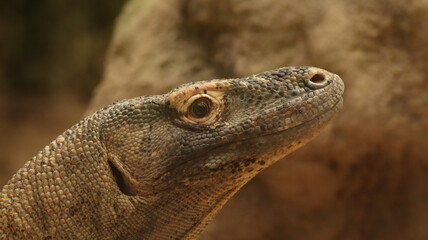 Komodo Dragon portrait in a zoo