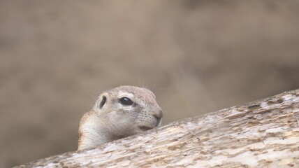 Portrait of a ground squirrel in a zoo