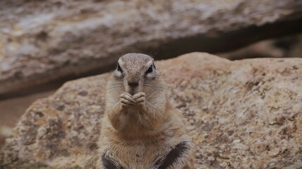 Portrait of a ground squirrel in a zoo