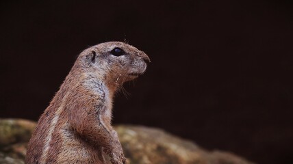 Portrait of a ground squirrel in a zoo