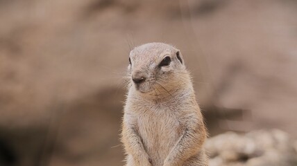 Portrait of a ground squirrel in a zoo