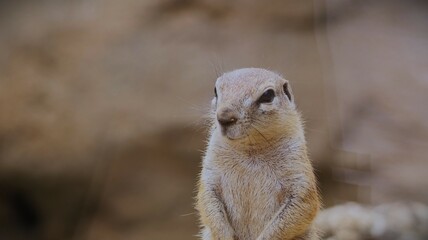 Fototapeta premium Portrait of a ground squirrel in a zoo