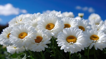 Obraz premium A cluster of white daisies against a vibrant blue sky