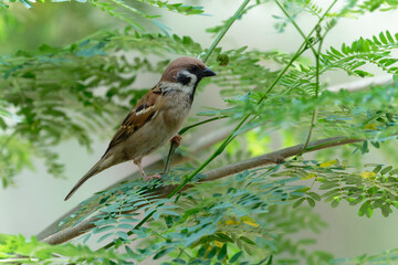 Sparrow on the branch