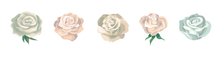 White roses. A set of vector colors for creating a design