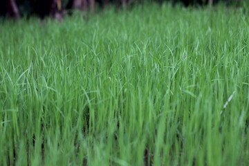 small rice tree