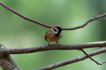 Sparrow on the branch