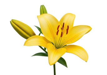 Isolated yellow lily flower blossom floral bloom botanical isolated on white background