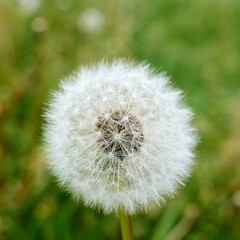 dandelion on green background