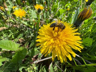 A honey bee takes nectar on a yellow Taraxacum officinale flower. Close-up. Bee and yellow dandelion flower.  Dandelions flowers provide both pollen and nectar for the insects.
