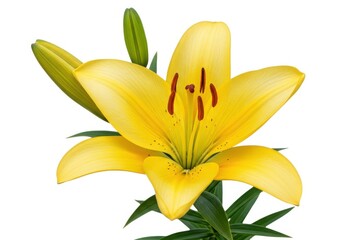 Obraz premium Isolated bright blossom of a yellow lily flower closeup view isolated on white background