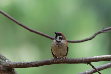 Sparrow on the branch