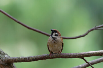 Sparrow on the branch