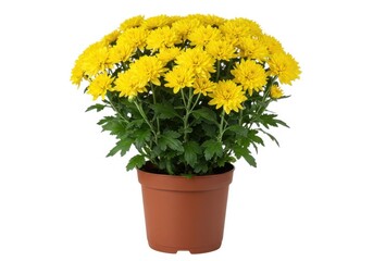 Fototapeta premium Bright yellow chrysanthemum plant in a terra cotta pot view isolated on white background