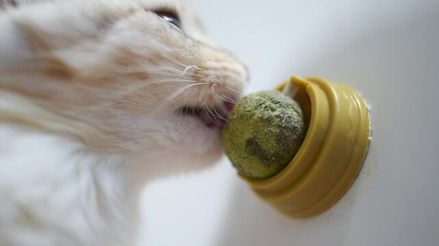 A cat licks a herbal ball of catnip in the kitchen