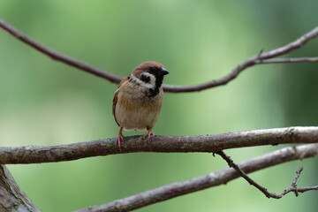 Sparrow on the branch