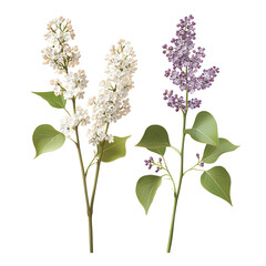 realistic white and lavender lilac stems with small blossoms and detailed leaves high-resolution floral clip art white background