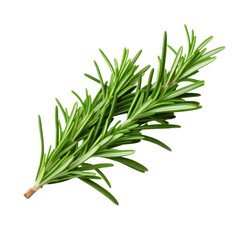 Fototapeta premium Green Rosemary isolated on transparent background.