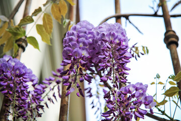 Obraz premium Purple wisteria flowers bloom on a sunny spring day.