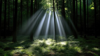 Fototapeta premium Sunlight beams through dark forest canopy. Sunlight piercing through dense trees, illuminating forest floor. Soft light filtering through foliage