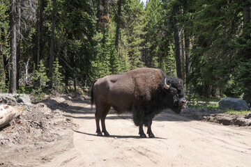 Yellowstone Bison