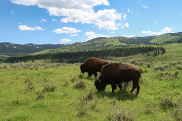 Yellowstone Bisons