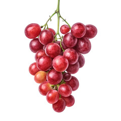 Small bunch of red grape hanging isolated on white background