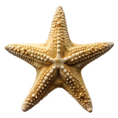 Elegant Starfish With Detailed Surface Texture Isolated On White Background Studio Shot