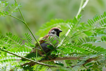 Sparrow on the branch