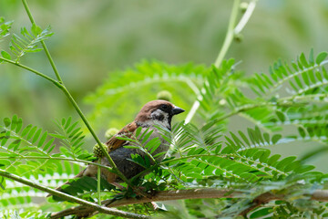 Sparrow on the branch