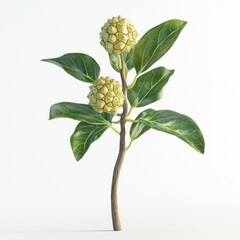 Noni fruit isolated 3D render on white background 