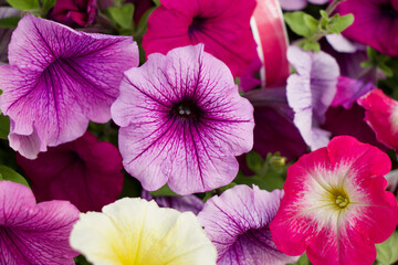 Colorful Petunia Flowers in Bloom Inside Greenhouse