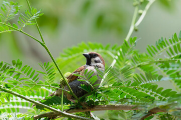 Sparrow on the branch