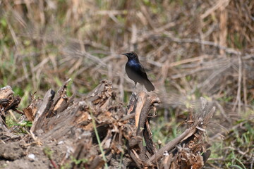 An indian robin bird is seen standing on the fallen twig