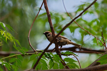 Sparrow on the branch
