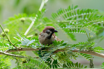 Sparrow on the branch