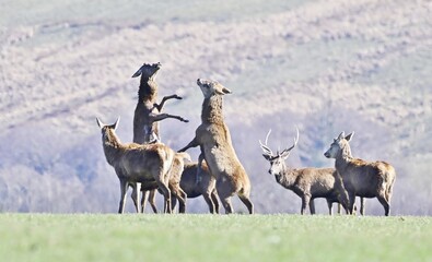 Two Red Stags fighting, with other stags looking on.