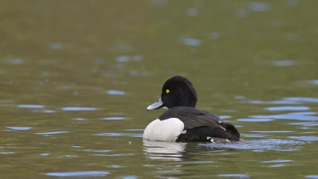 Tufted Duck (Aythya fuligula) male (drake) rising up and flapping ts wings. April, Kent, UK [Slow motion x5]